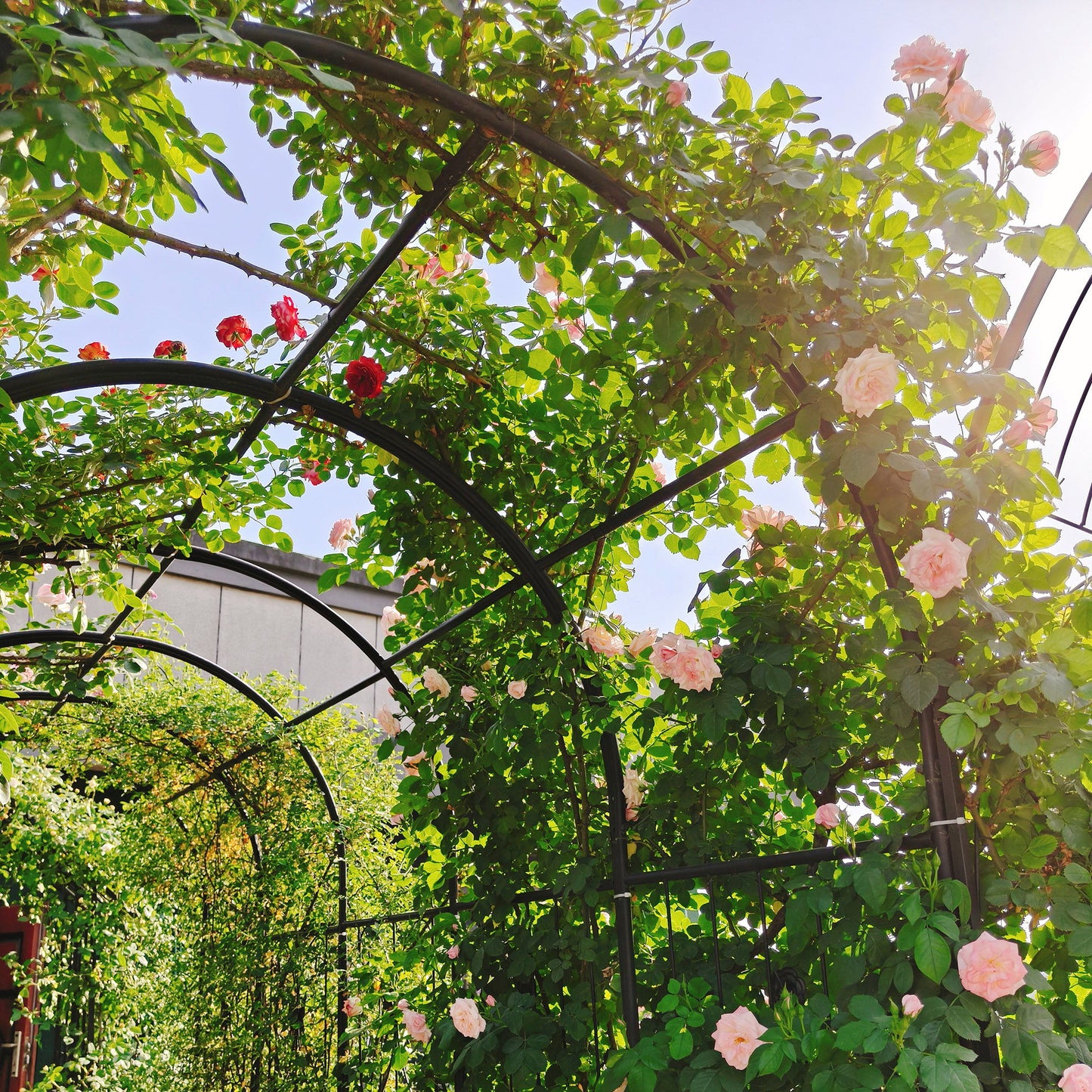 Metal Garden Arch With Gate High Climbing Plants Support Rose Arch Outdoor - Black