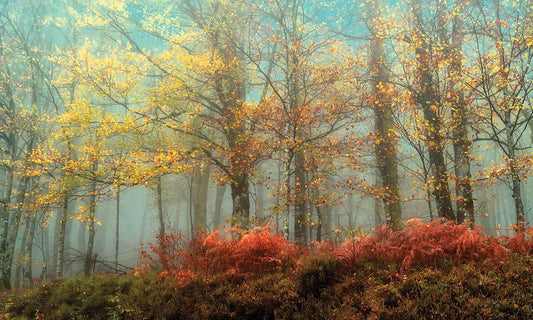 Small - Beeches In The Mist By Lars Van De Goor - Light Blue