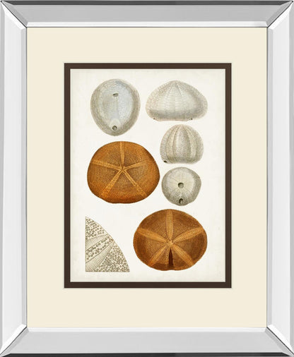 Coastal Curiosity II By Unknown - Beige