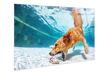 Poolside Retriever Tempered Glass - Blue / White