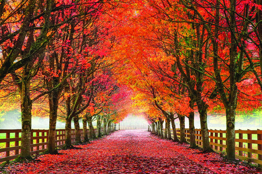 34x44 Framed Small - North Bend Trees By Aaron Reed - Red