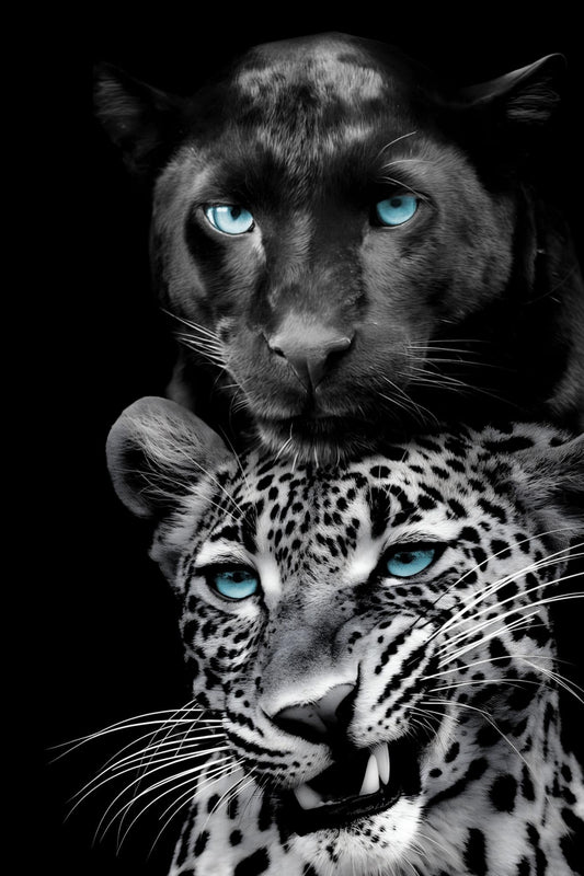 Azure Gaze Duo - 40" x 60" Framed Wall Art - Black