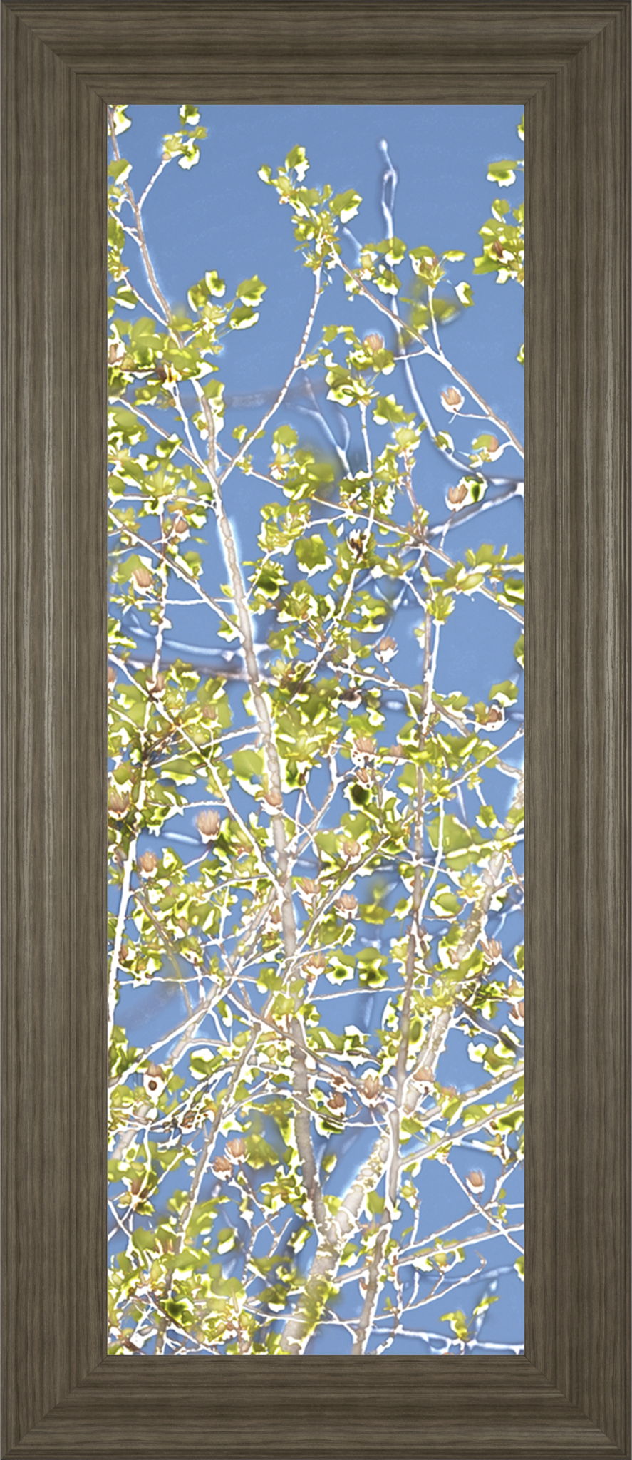 Spring Poplars Il By Sharon Chandler - Framed Print Wall Art - Light Blue