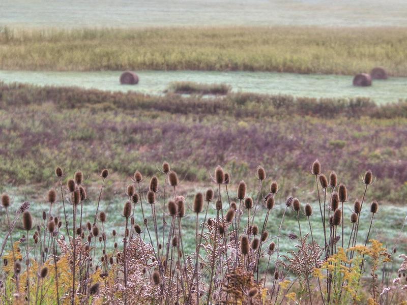Roadside Beauty By Lori Deiter - Purple
