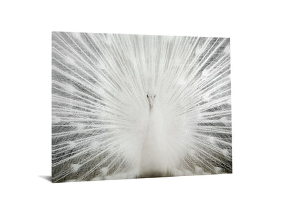 Tempered Glass With Foil & Rhinestones - Peacock - Gray